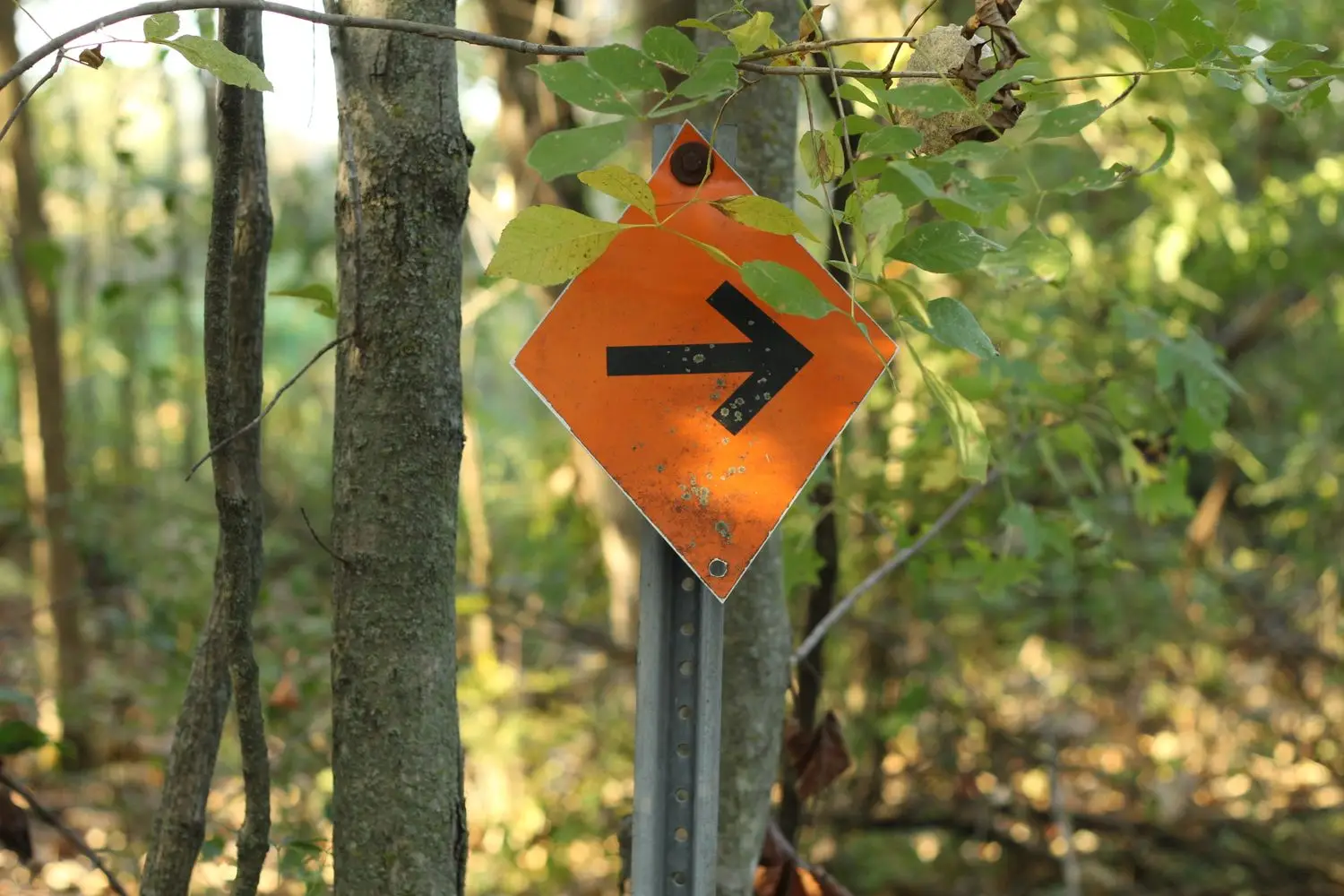Orange direction marker beside a woodland trail