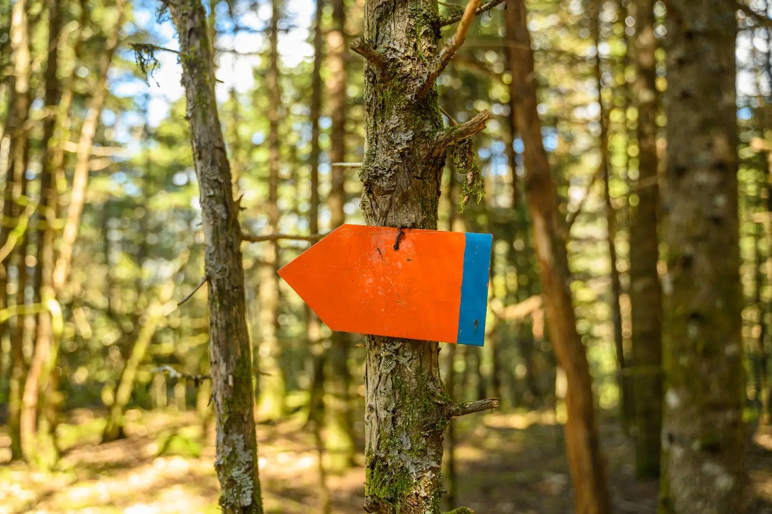 Orange navigation marker in a forest