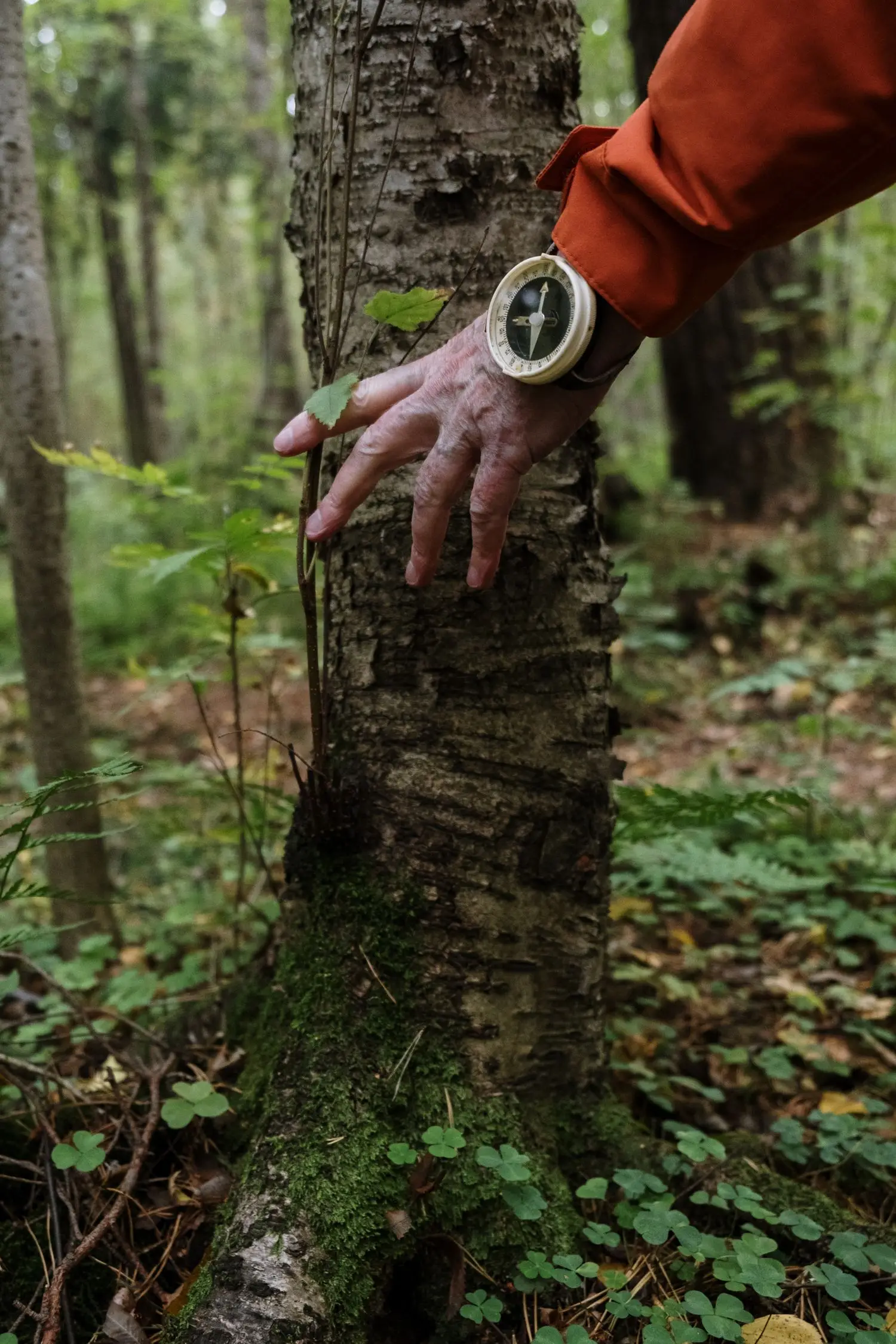 Small compass used beside a tree